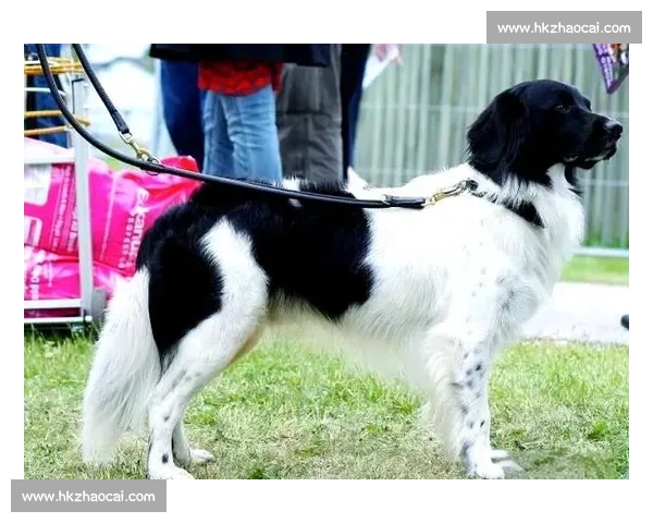 全球犬类竞技盛会汇聚顶级犬种展现非凡魅力与实力